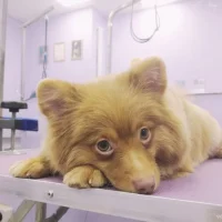 Центр по уходу за животными Пушистый Модник Фото 2 на проекте VetSpravka.ru Центр по уходу за животными Пушистый Модник Фото 2 на проекте VetSpravka.ru