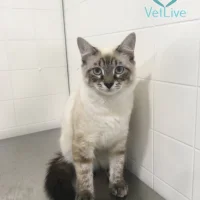 Ветеринарная клиника Vet Life Фото 2 на проекте Vologda.vetspravka.ru Ветеринарная клиника Vet Life Фото 2 на проекте Vologda.vetspravka.ru